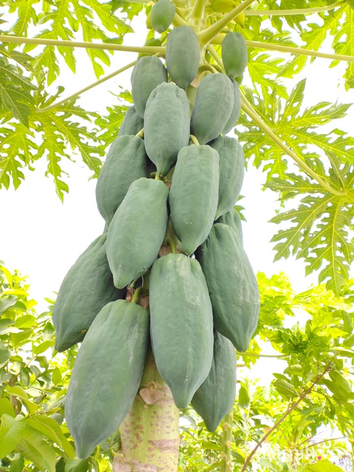 Vườn cây ăn quả trên sân thượng không khác gì một trang trại trên không ở quận 9, Sài Gòn-21