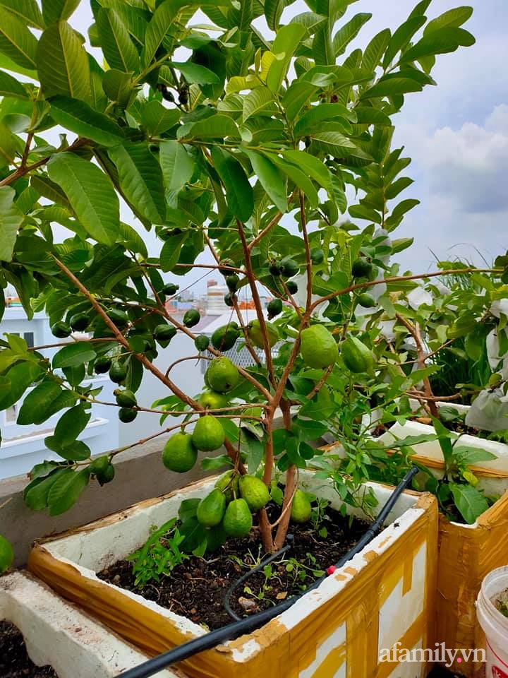 Vườn cây ăn quả trên sân thượng không khác gì một trang trại trên không ở quận 9, Sài Gòn-23