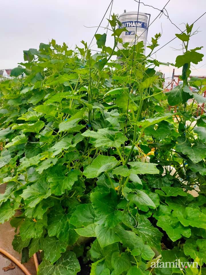 Vườn cây ăn quả trên sân thượng không khác gì một trang trại trên không ở quận 9, Sài Gòn-24