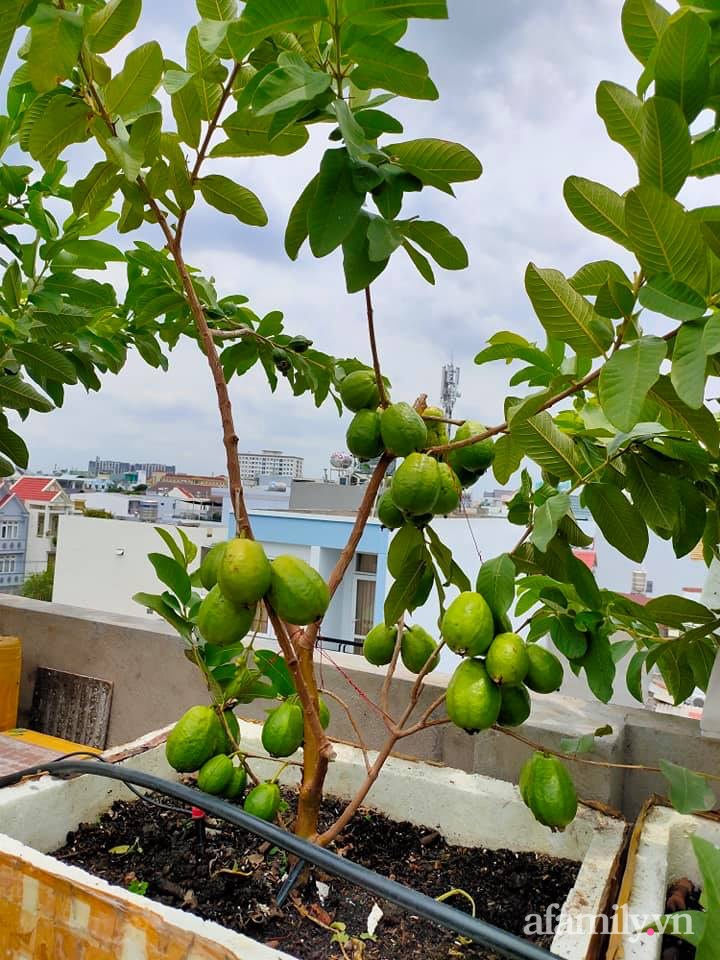 Vườn cây ăn quả trên sân thượng không khác gì một trang trại trên không ở quận 9, Sài Gòn-25