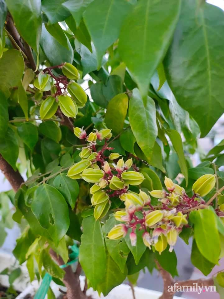 Vườn cây ăn quả trên sân thượng không khác gì một trang trại trên không ở quận 9, Sài Gòn-26