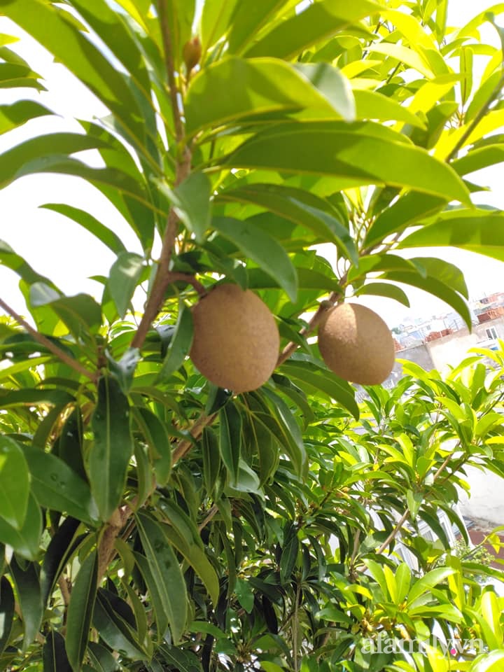 Vườn cây ăn quả trên sân thượng không khác gì một trang trại trên không ở quận 9, Sài Gòn-31