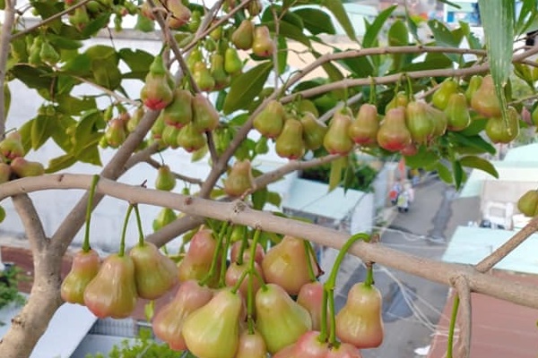 Đôi vợ chồng thạc sĩ bỏ việc về quê, cải tạo nhà cổ 700m2 thành không gian sống giữa thiên nhiên đẹp như tranh vẽ, con cái thoải mái chơi đùa: Ai xem cũng phải ao ước-26