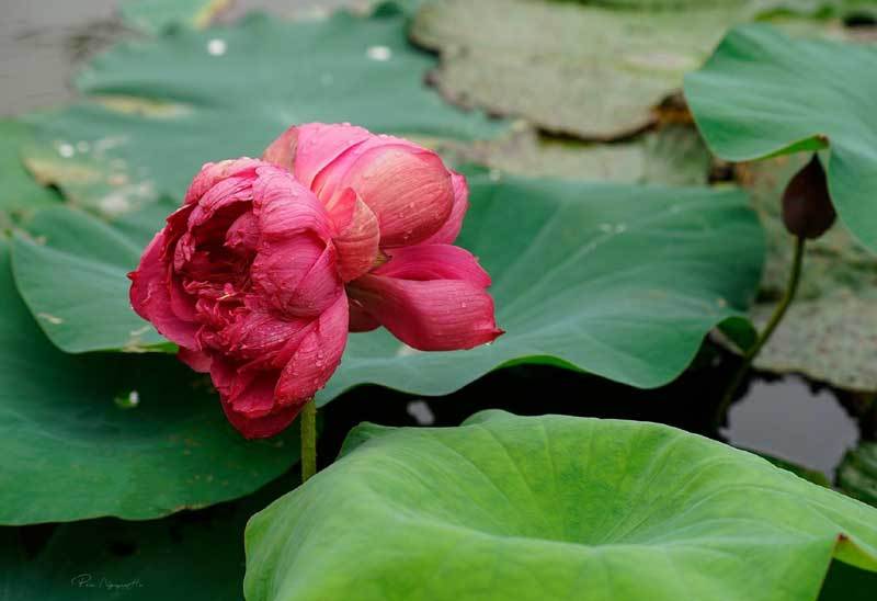 Sen ‘sinh đôi’ siêu đắt đỏ, chờ hai tháng mới được mua 1 bông-1