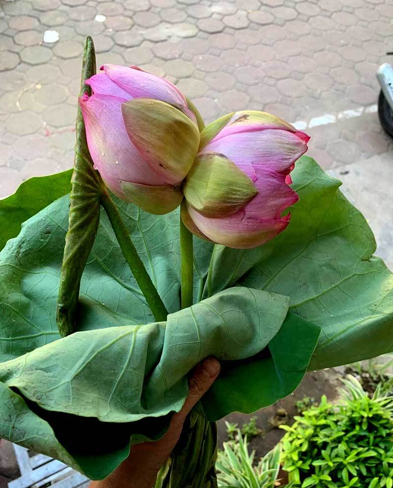 Sen ‘sinh đôi’ siêu đắt đỏ, chờ hai tháng mới được mua 1 bông-2