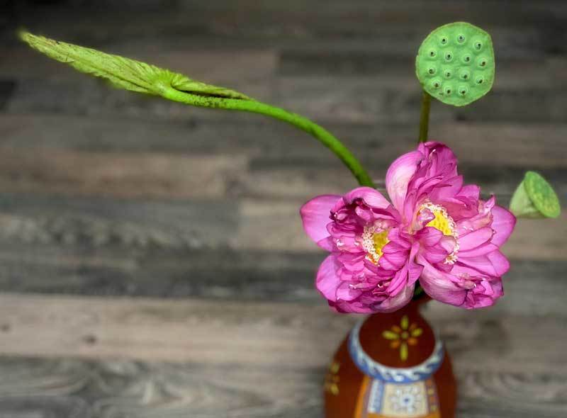 Sen ‘sinh đôi’ siêu đắt đỏ, chờ hai tháng mới được mua 1 bông-3