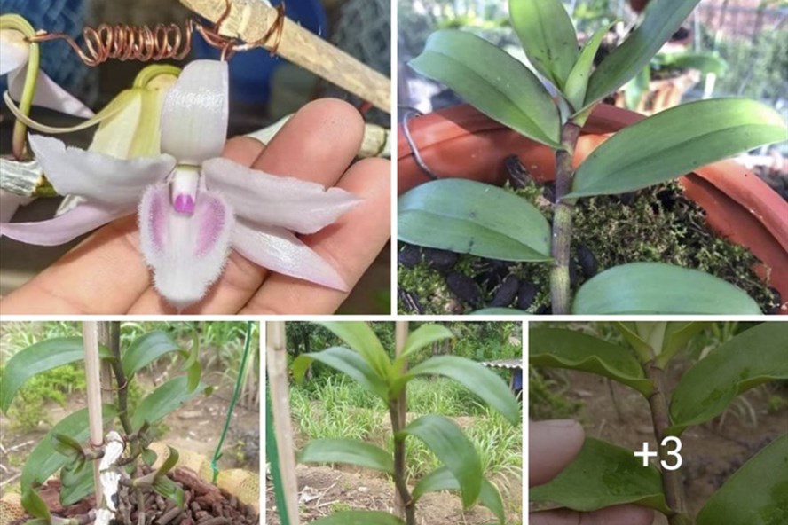 Cây lan có giá 46 tỷ đồng: Vì sao trả giá xong lại không mua?-1