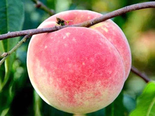 Đào quý nhân nặng gần 1kg, ngọt hơn mật, Tôn Ngộ Không cũng thèm-11