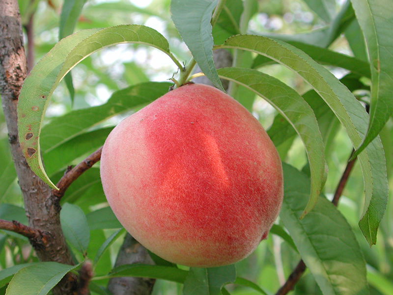 Đào quý nhân nặng gần 1kg, ngọt hơn mật, Tôn Ngộ Không cũng thèm-12