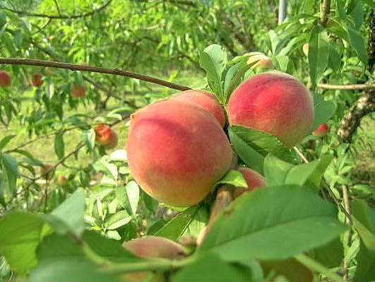 Đào quý nhân nặng gần 1kg, ngọt hơn mật, Tôn Ngộ Không cũng thèm-2