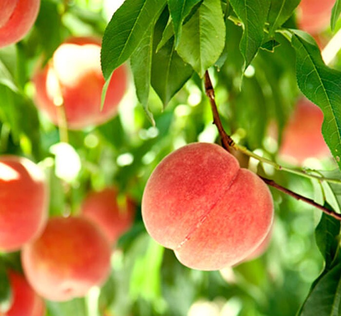 Đào quý nhân nặng gần 1kg, ngọt hơn mật, Tôn Ngộ Không cũng thèm-3