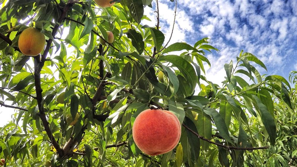 Đào quý nhân nặng gần 1kg, ngọt hơn mật, Tôn Ngộ Không cũng thèm-4