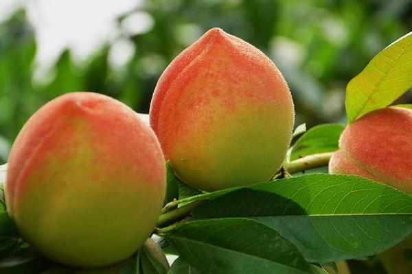 Đào quý nhân nặng gần 1kg, ngọt hơn mật, Tôn Ngộ Không cũng thèm-7