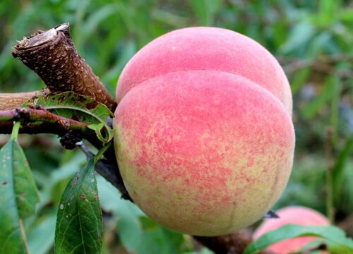 Đào quý nhân nặng gần 1kg, ngọt hơn mật, Tôn Ngộ Không cũng thèm-8