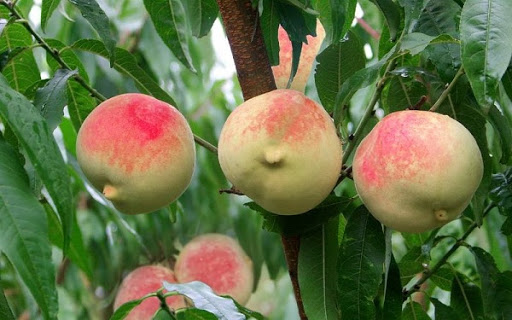 Đào quý nhân nặng gần 1kg, ngọt hơn mật, Tôn Ngộ Không cũng thèm-9