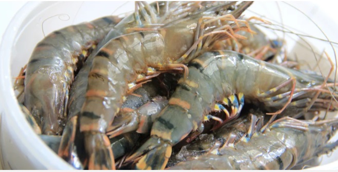 Chỉ cần bỏ ra 3 giây biết ngay tôm chứa chất natri tăng trưởng, chớ dại bỏ tiền mua-1