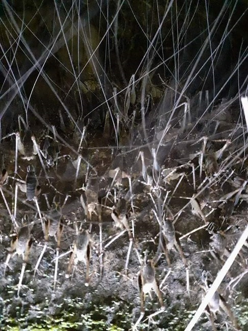 Kỳ lạ loại tôm bám chi chít trên cây, giá nửa triệu đồng/kg-1