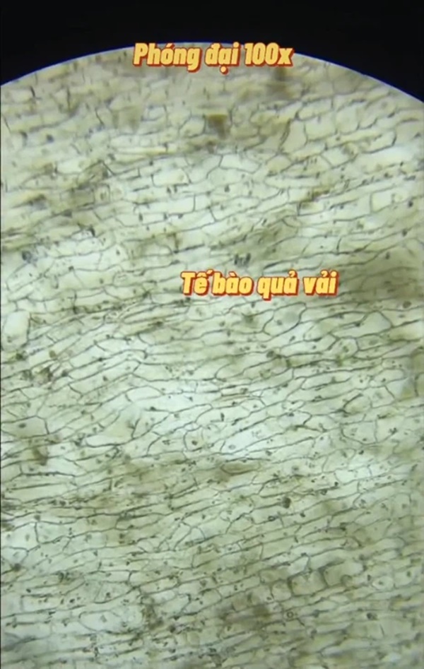 Hình ảnh bất ngờ khi soi quả vải dưới kính hiển vi và thời điểm trong ngày cần hạn chế ăn vải-3