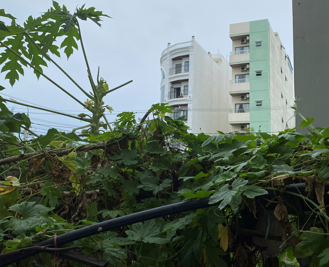 Mâu thuẫn việc dẫn bạn trai về phòng trọ ngủ, nam thanh niên bị giam lỏng sau đó chạy trốn rồi rơi từ tầng 4 tử vong-1