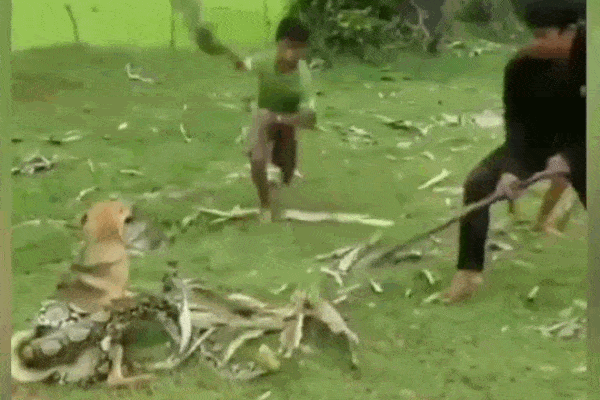 Clip: 3 cậu bé dùng tay không tóm gọn trăn khủng giải cứu chó nhà