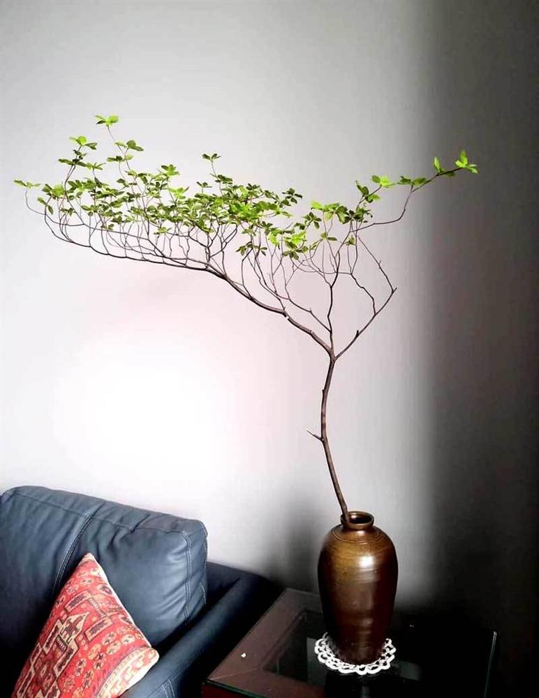 Hà thành mùa lạ, tranh nhau mua cành cây khẳng khiu, toàn lá giá tiền triệu-2