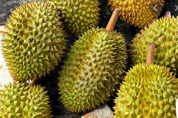 Sầu riêng rụng xanh gốc, nông dân tái mặt vì thất thu-4