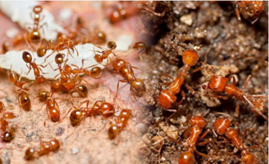 7 lợi ích của hàn the nếu bạn biết tận dụng thì chúng còn quý hơn cả vàng mười-4