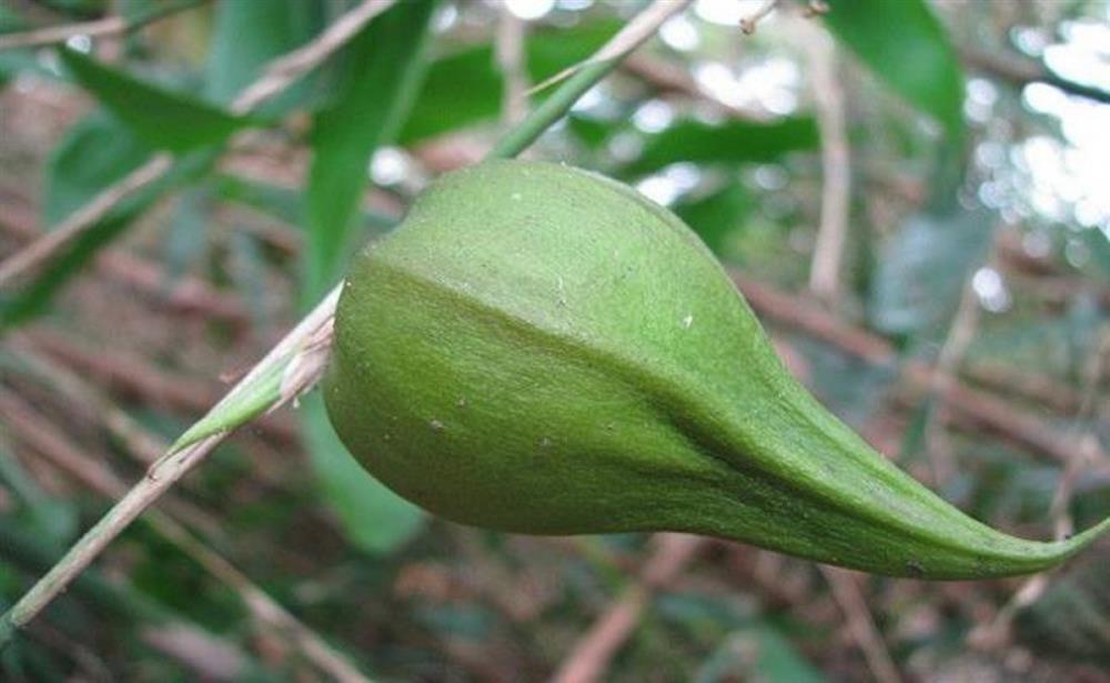 Những loại quả hiếm gặp, giá đắt nhưng ai cũng muốn mua về ăn thử-2