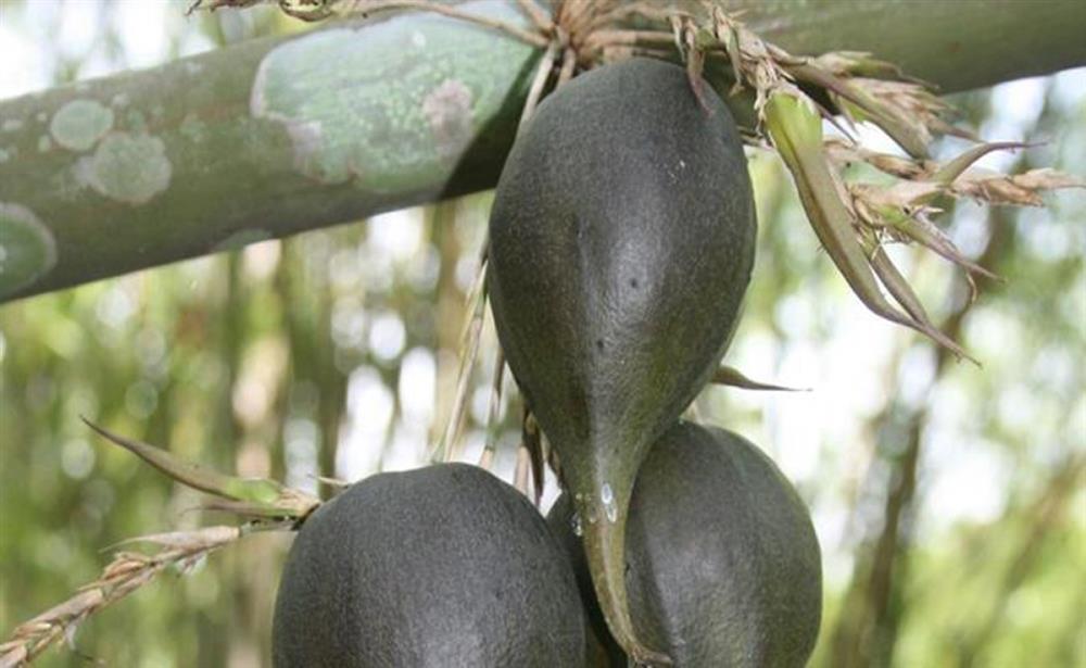 Những loại quả hiếm gặp, giá đắt nhưng ai cũng muốn mua về ăn thử-3