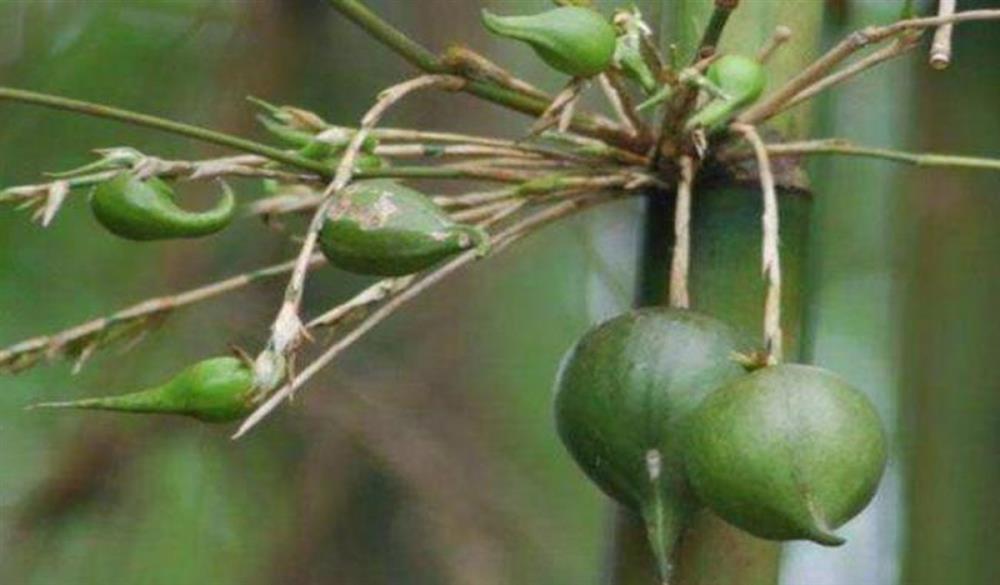 Những loại quả hiếm gặp, giá đắt nhưng ai cũng muốn mua về ăn thử-4