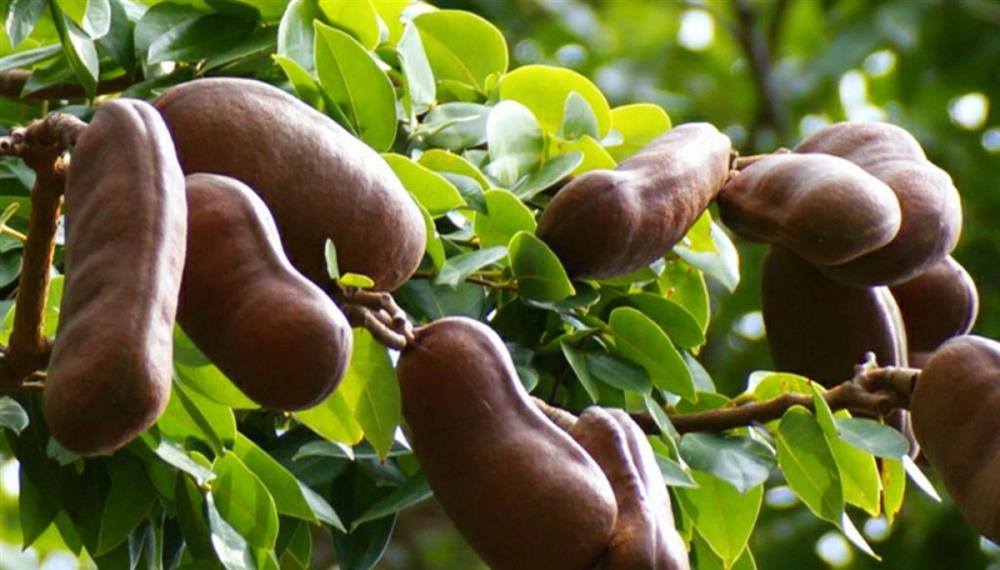 Những loại quả hiếm gặp, giá đắt nhưng ai cũng muốn mua về ăn thử-9