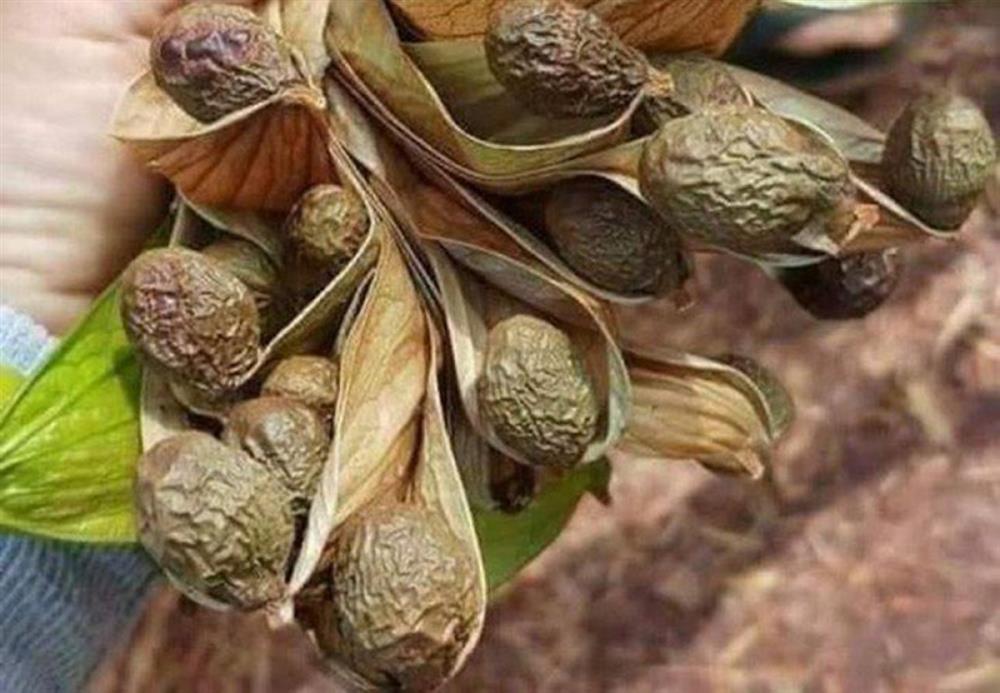 Những loại quả hiếm gặp, giá đắt nhưng ai cũng muốn mua về ăn thử-11