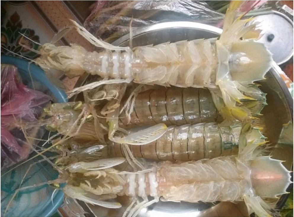 Cách chọn mua bề bề tươi ngon, nhiều thịt, chỉ người dân vùng biển mới biết-1
