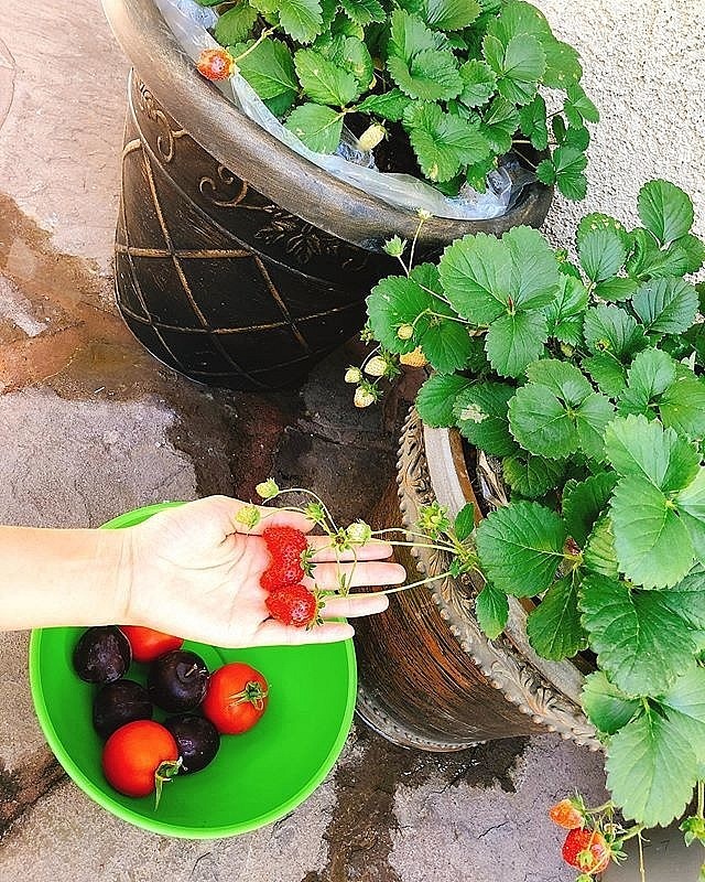 Ngắm khu vườn cây nào cũng trĩu quả và hoa rực rỡ trong biệt thự triệu đô ở Mỹ của Phạm Hương-7