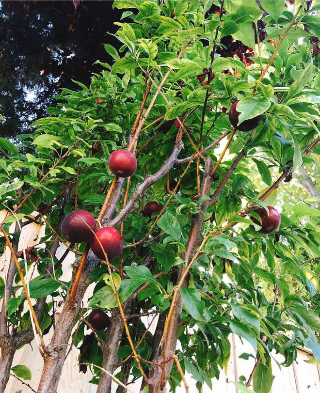 Ngắm khu vườn cây nào cũng trĩu quả và hoa rực rỡ trong biệt thự triệu đô ở Mỹ của Phạm Hương-8