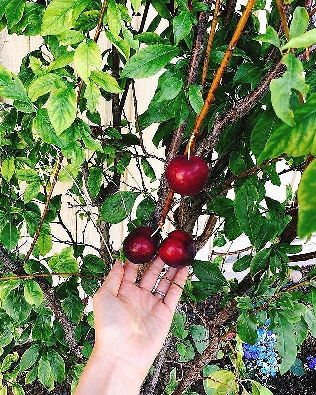 Ngắm khu vườn cây nào cũng trĩu quả và hoa rực rỡ trong biệt thự triệu đô ở Mỹ của Phạm Hương-10