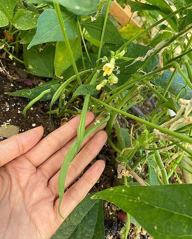 Ngắm khu vườn cây nào cũng trĩu quả và hoa rực rỡ trong biệt thự triệu đô ở Mỹ của Phạm Hương-11