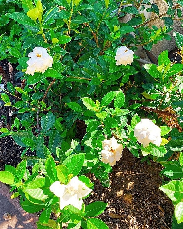 Ngắm khu vườn cây nào cũng trĩu quả và hoa rực rỡ trong biệt thự triệu đô ở Mỹ của Phạm Hương-12