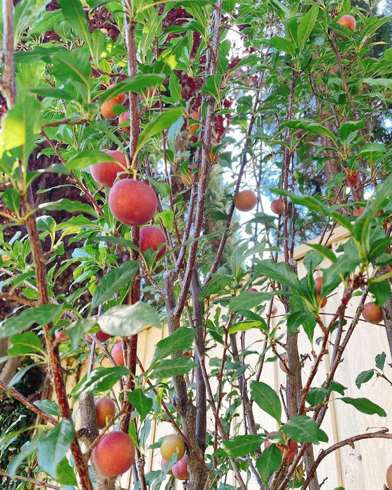 Ngắm khu vườn cây nào cũng trĩu quả và hoa rực rỡ trong biệt thự triệu đô ở Mỹ của Phạm Hương-16