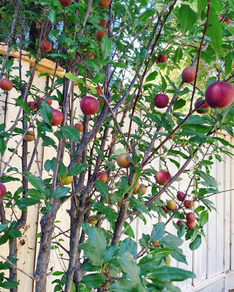 Ngắm khu vườn cây nào cũng trĩu quả và hoa rực rỡ trong biệt thự triệu đô ở Mỹ của Phạm Hương-17