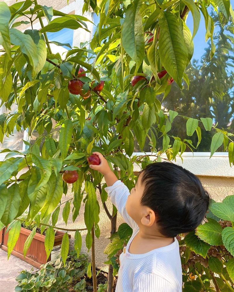 Ngắm khu vườn cây nào cũng trĩu quả và hoa rực rỡ trong biệt thự triệu đô ở Mỹ của Phạm Hương-19