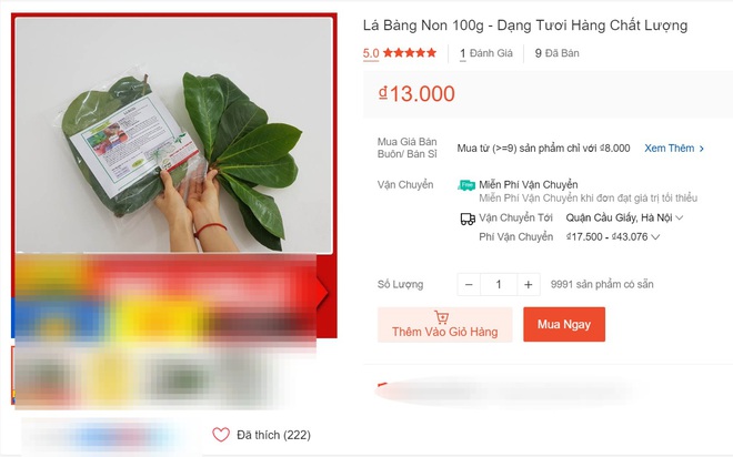 Hết lá khô 1.000 đồng, đến lượt lá bàng tươi được hét giá 100.000 đồng/kg-1