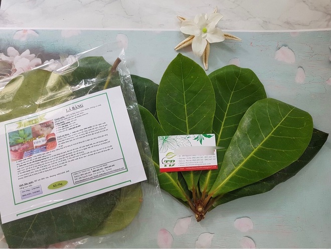 Hết lá khô 1.000 đồng, đến lượt lá bàng tươi được hét giá 100.000 đồng/kg-2