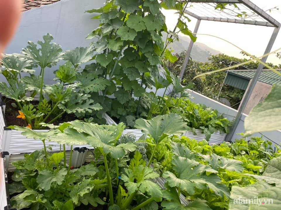 Khu vườn sân thượng chỉ 15m² nhưng quanh năm bội thu rau quả sạch của mẹ đảm ở Lào Cai-1
