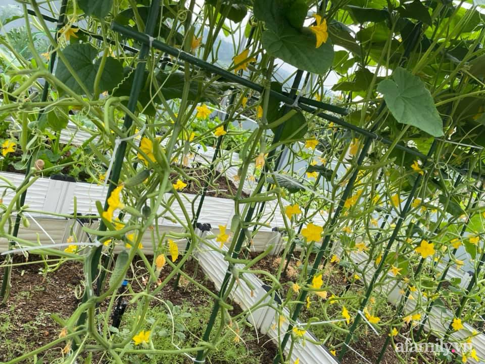 Khu vườn sân thượng chỉ 15m² nhưng quanh năm bội thu rau quả sạch của mẹ đảm ở Lào Cai-4