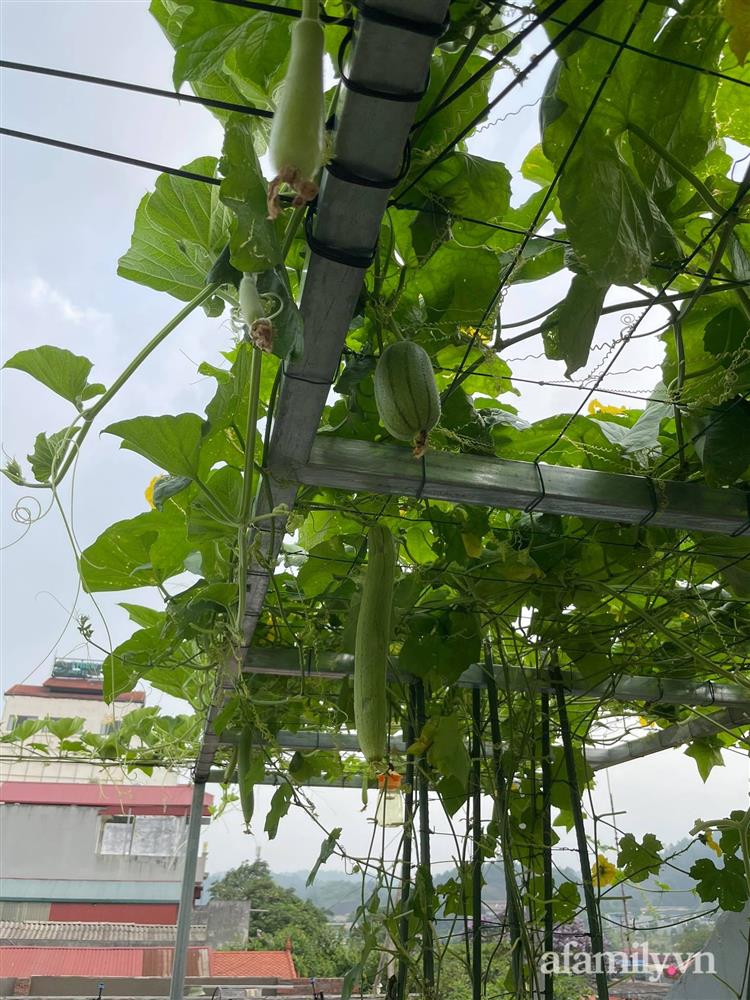 Khu vườn sân thượng chỉ 15m² nhưng quanh năm bội thu rau quả sạch của mẹ đảm ở Lào Cai-6