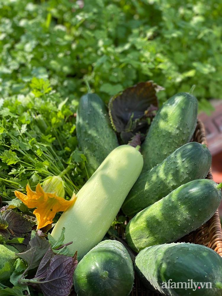 Khu vườn sân thượng chỉ 15m² nhưng quanh năm bội thu rau quả sạch của mẹ đảm ở Lào Cai-9