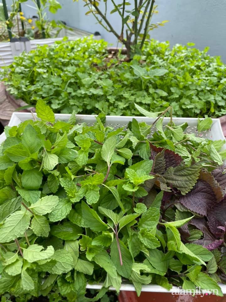 Khu vườn sân thượng chỉ 15m² nhưng quanh năm bội thu rau quả sạch của mẹ đảm ở Lào Cai-10