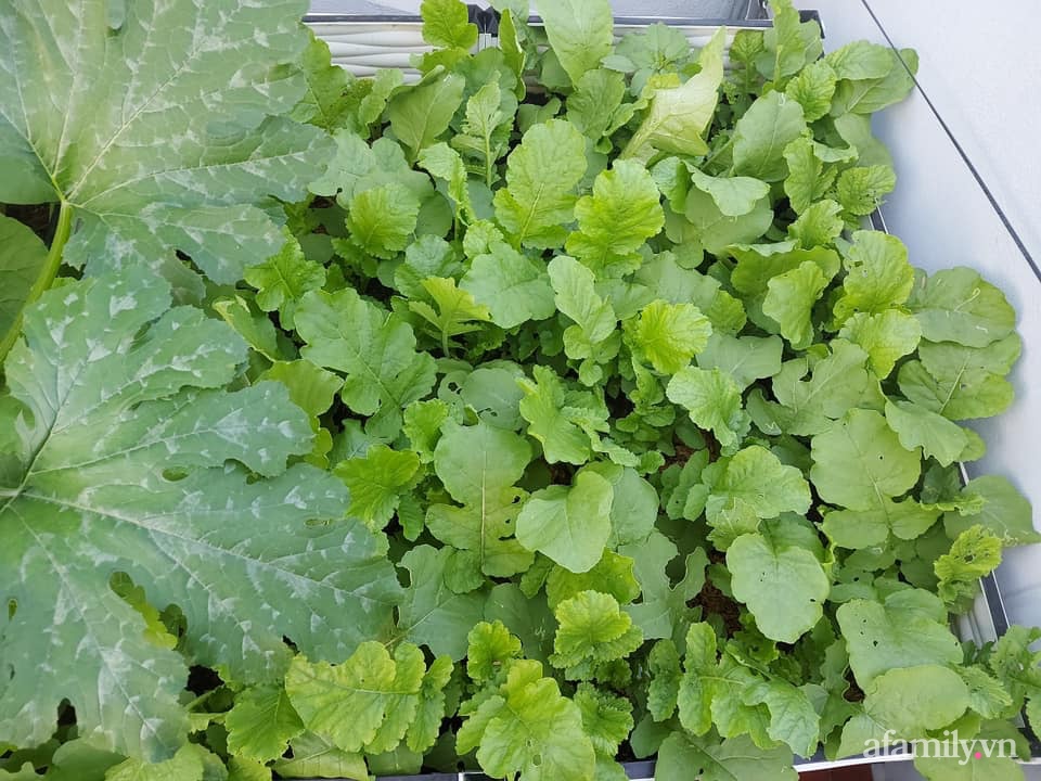 Khu vườn sân thượng chỉ 15m² nhưng quanh năm bội thu rau quả sạch của mẹ đảm ở Lào Cai-11