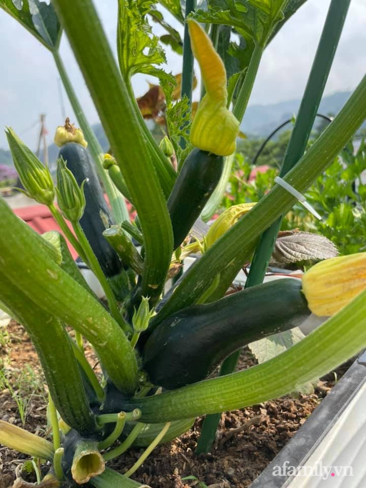 Khu vườn sân thượng chỉ 15m² nhưng quanh năm bội thu rau quả sạch của mẹ đảm ở Lào Cai-12